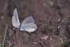 Dwergblauwtje 9 (Cupido minimus)